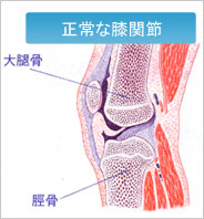 正常な膝関節